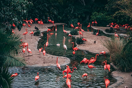 flock of pink flamingo thumbnail