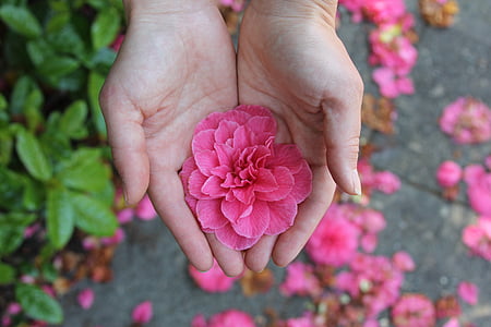 person holding pink petaled flower during daytime thumbnail
