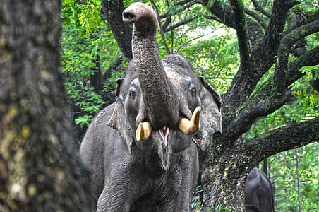 Elephant Illustration thumbnail