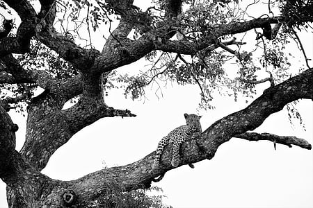greyscale photo of leopard on tree branch thumbnail