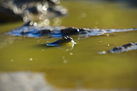 black animal in yellow body of water at daytime thumbnail
