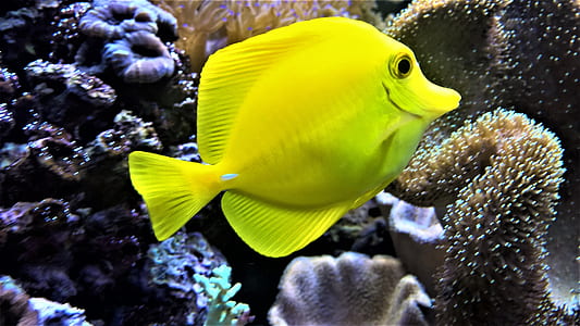 yellow fish thumbnail