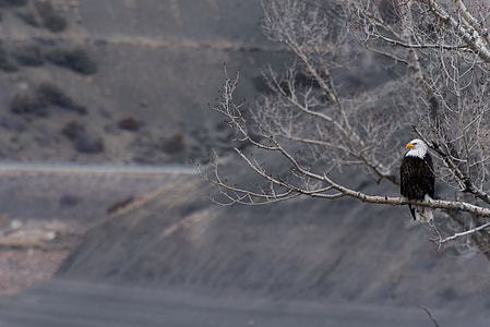 bald eagle standing on tree branch thumbnail