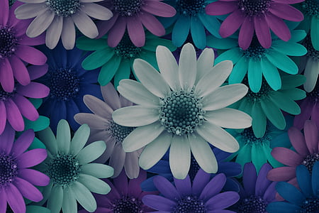 assorted-color daisies wallpaper thumbnail