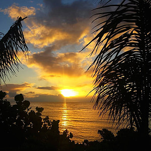 silhouette of trees at sunset thumbnail