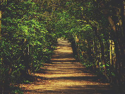 desired pathway with trees on the side thumbnail