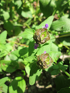 Prunella Vulgaris, Common Self-Heal thumbnail