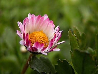 selective focus photography of half bloomed pink and white petaled flower thumbnail