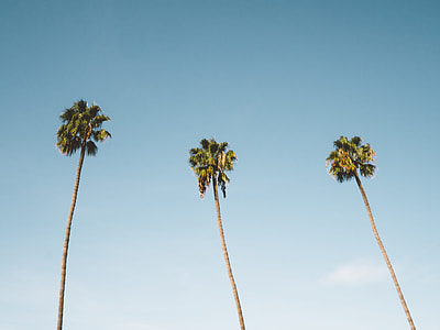 worm's eyeview photo of three coconut trees thumbnail