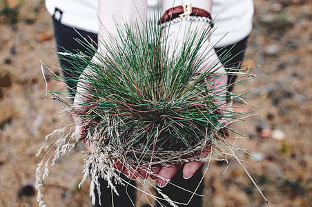 person holding green grass thumbnail