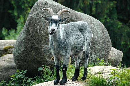 gray and black ram thumbnail