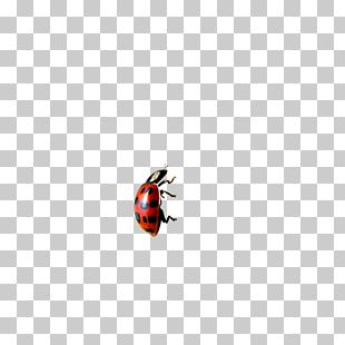 Football Fire, Soccer Flame, red and black ladybird PNG clipart