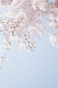 shallow focus photography of white flowers thumbnail