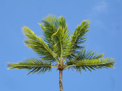 green coconut tree thumbnail