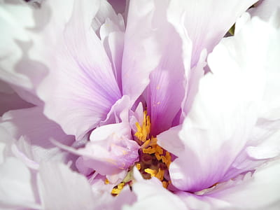 purple and white flowers thumbnail