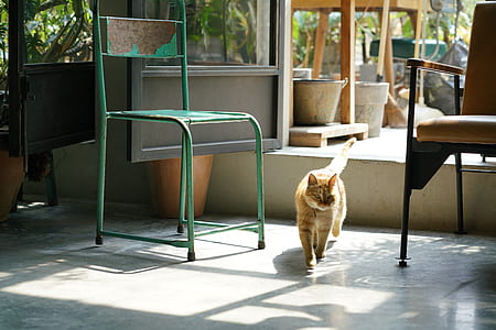 orange tabby cat near green metal chair thumbnail