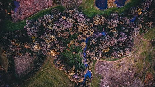 bird's eye view photography of tall trees and mountain thumbnail