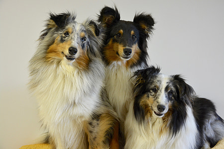 three border collies sitting beside white wall thumbnail