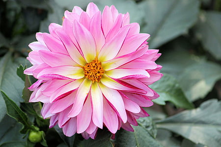close-up photo of pink petaled flower thumbnail