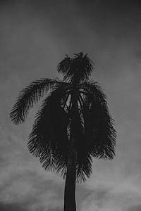 Gray Scale Photography of Tree thumbnail