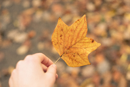 Tulip tree leaf thumbnail