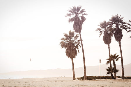 green palm trees thumbnail