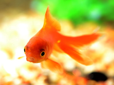 orange goldfish swimming in close-up photography thumbnail