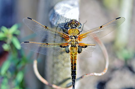 brown and black dragonfly in shallow focus photography thumbnail