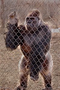 zoo, ape, monkey, gorilla thumbnail