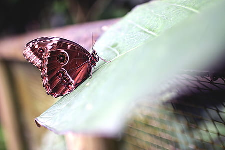 animal, insect, butterfly thumbnail