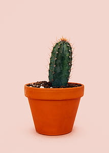 green cactus on brown pot thumbnail