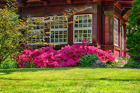 pink flowers beside a brown house at daytime thumbnail