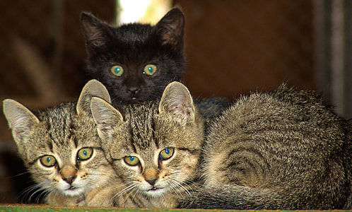 three brown and black tabby kittens in selective focus photography thumbnail