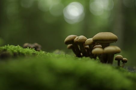 beige mushrooms on grass thumbnail