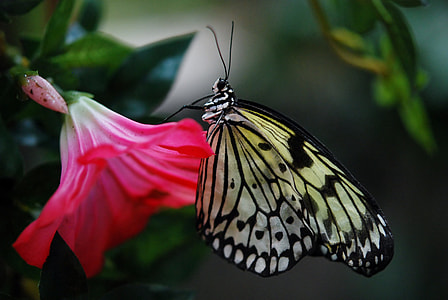 closeup photo of paperkite butterfly perching on pink flower thumbnail