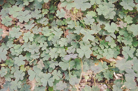 Green Leaf Plant thumbnail