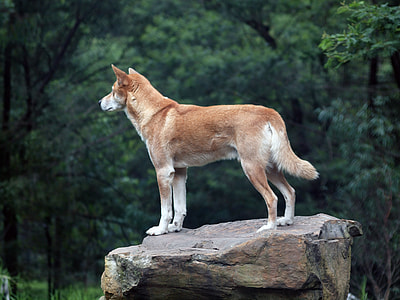 tan and white short-coated dog stands on rock formation near tall trees at daytime thumbnail
