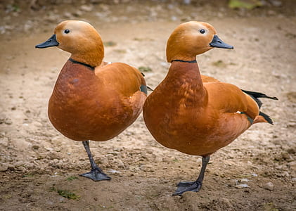 two brown ducks thumbnail