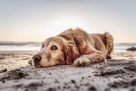 adult golden retriever lying on sand at seashore thumbnail