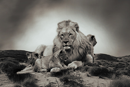 grayscale photo tiger thumbnail