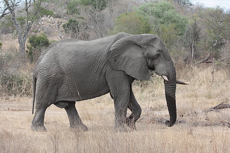 gray elephant walking on field thumbnail