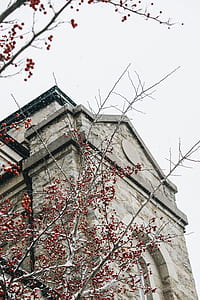concrete building beside red fruits tree thumbnail