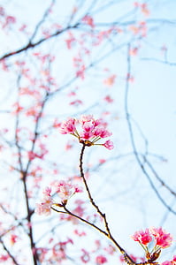 pink flowers thumbnail