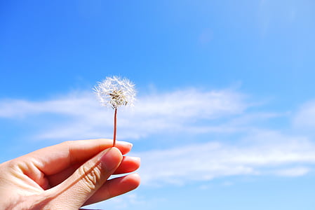 person holding white dandelion flower thumbnail