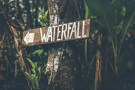brown and gray waterfall signage on tree trunk during daytime thumbnail