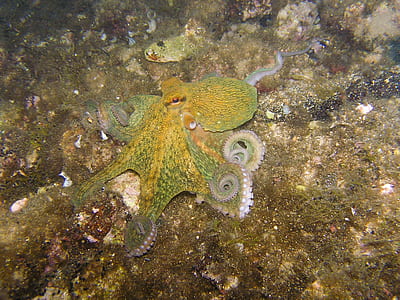 green jellyfish in water thumbnail