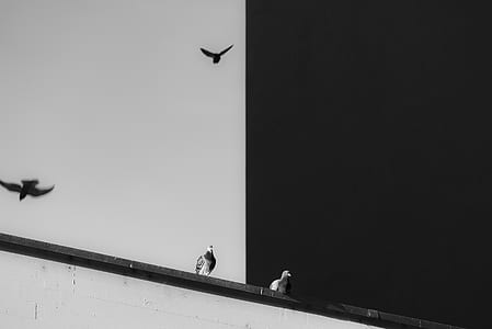 two white-and-black birds on top of building thumbnail