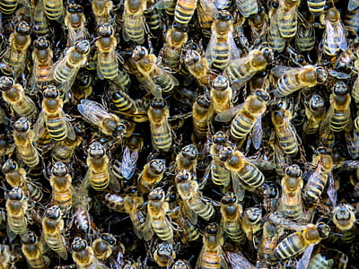 beehives photo thumbnail
