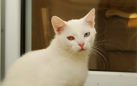 short-haired white cat thumbnail