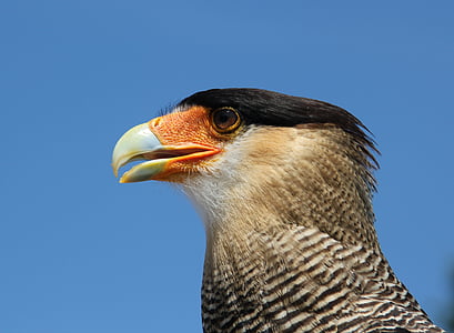 closeup photography of black and white bird thumbnail